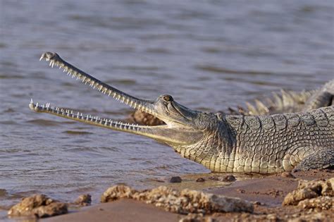 The species is also listed under Schedule I of the Wild Life (Protection). . Why is the gharial endangered
